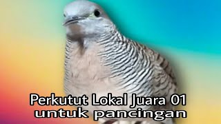 Perkutut lokal gacor ngayer juara untuk pancingan macet bunyi