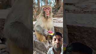 Bandar ki nakshebaji #funny #monkey #subscribe #comedy #like #shorts