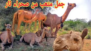 وتأكل الإبل بعضاً من هذه الأشياء من غابات صحراء ثار😍🐫😱#camel #lifestyle #animals