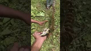 oh my god catching big snake 🐍 from kerala