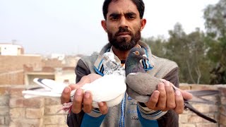 Neli Female Jonsara Male Aj Jorda Lagane Lage Ha |M Asad Birds | #MAsadBirds #Kabutar #Pigeon