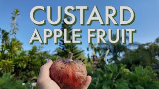 Custard Apple Fruit Review