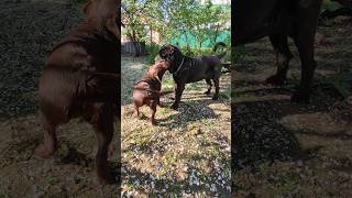 Лабрадор играет с неаполитанский мастиф. /Labrador playing with a Neapolitan Mastiff. #shorts