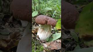 Beautiful little bolete found on the forest floor