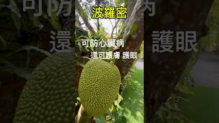 波羅蜜Jack Tree #Jack Fruit #波羅蜜