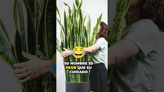 5 Plantas RESISTENTES y FÁCILES de Cuidar: Guía Urbangreen para Novatos en Jardinería 🌿🎍