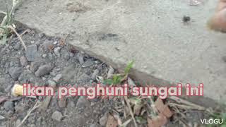 mancing di sungai keruh banyak ikan kecil..penghuni sungai. di  garut