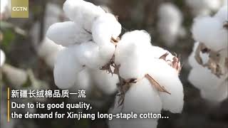 Have a close look at highly mechanized cotton harvest in Xinjiang