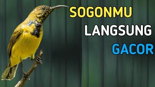 BIKIN SOGONMU LANGSUNG GACOR, PANCINGAN SOGON AMPUH BIKIN GACOR