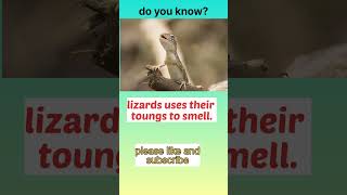 fact 91, lizard smells from toung