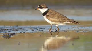 Semipalmated Plover