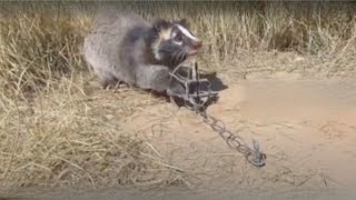 Saving injured civet and giving them a second chance at life | Animal rescue compilation