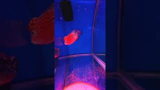 flowerhorn kamfa #shorts #flowerhorn #feeding