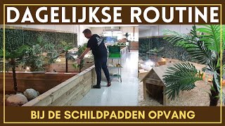 Dagelijkse ROUTINE bij de schildpaddenopvang