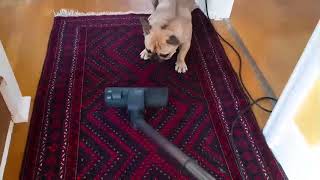 Witness the Brutal Encounter Between a French Bulldog and a Vacuum