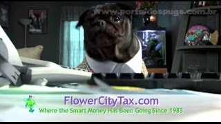 Flower City Tax & Accounting - parte 1 - Comercial de TV - Propaganda com Pug