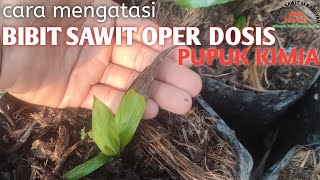 Cara mengatasi bibit sawit oper dosis