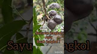 SAYURAN BUAH JENGKOL #shorts #pertanian #sayuran