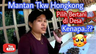 Mantan Tkw Hongkong pilih Bertani di desa, solusi bagi anda yang mau pulang kampung!!