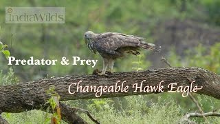 Birds of Prey: Changeable Hawk Eagle on kill