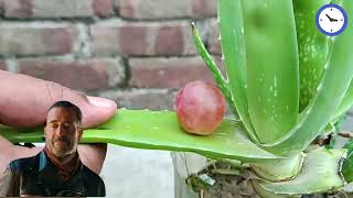 Grow grapes in the aloe Vera tree