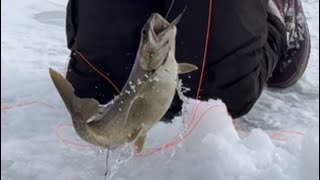 Moosehead Lake Togue fishing Maine ice fishing