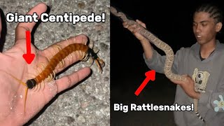 Finding Giant Centipedes, Big Rattlesnakes, and More! - Arizona Monsoon Herping Part 2