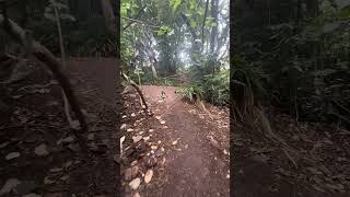 Hiking in Maui!  Walk under trees!!!#maui