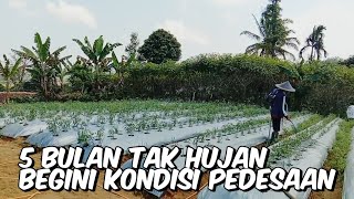 Suasana berkebun di saat musim kemarau