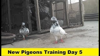 New Pigeons Training || Episode 04..