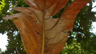 Artocarpus altilis (Parkinson) Fosberg alis Sukun