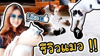 รีวิวสิ่งมีชีวิตในบ้าน - ของที่แมวชอบเล่นคืออะไร ?! | ArisajungWorld