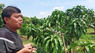 cara merawat mangga berbuah di luar musim .