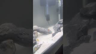 Crystal clear waters #ytshorts #aquariumlife #shortsfeed #shortsvideo #fish #fishtank