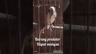 Burung predator dapat mangsa...