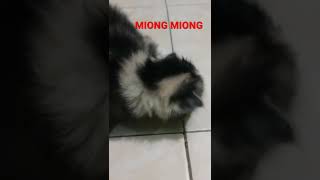 Miong Miong bayi Kucing Lucu #shorts