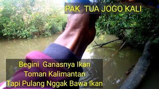 BEGINI GANASNYA IKAN TOMAN KALIMANTAN