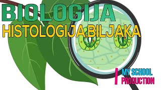 GRAĐA BILJAKA  Biologija