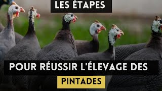 les étapes importantes pour réussir l'élevage des pintades