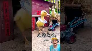 BIKIN KOLAM RENANG BUAT BEBEK⁉️ #funny #duck #amazingfacts #story #comedy #dubbing