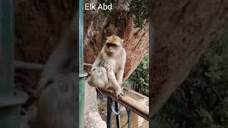 قرود شلالات اوزود.Monkeys