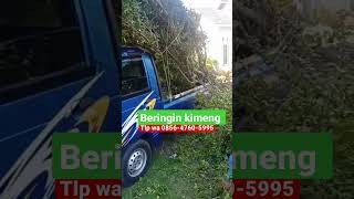 pohon perindang beringin kimeng ,TLP wa0856-4760-5995