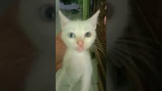 BenDot - Kucing Beda Mata Sebelah Lucuu