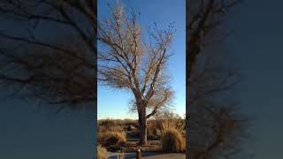 Bosque del Apache Birds (recorded in Feb., 2016) by Alexander Schwarzkopf)