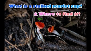 What is a stalked scarlet cup mushroom and where to find it? Subtitle CC 在哪里找绯红肉杯菌? 中英字幕