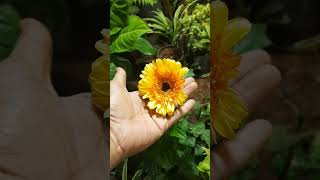 Flowers #shorts #short #youtubeshorts #shortsvideo #subscribe #viralshort #instagram #trending #reel