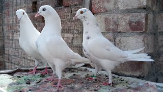 Teen Female Madi Ka Shoq 10 Per Saaf | M Asad Birds | #MAsadBirds #Kabutar #Pigeon