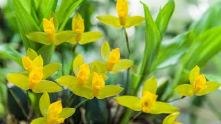 Episode 5 Lycaste aromatica and other scented orchids in June 2021