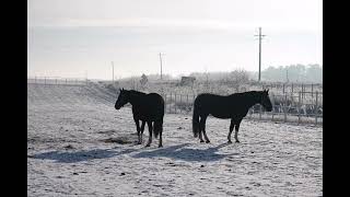 KWPN / Konie slaskie / zrebaki/ klacze / Vigorhorses