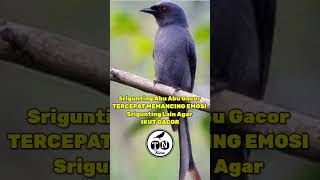 Srigunting abu abu gacor tercepat memancing emosi srigunting lain agar ikut gacor #sriguntingabu